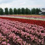 なつの画像