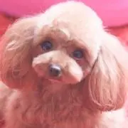 ※限界価格のためお値下げ不可です※の画像
