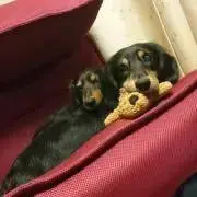 あやぽんぬの画像