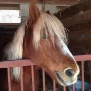 クロの画像