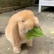 pheebsの画像