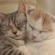 ゆい