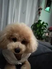 まこ