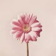 ばにら☆即購入OK✨の画像