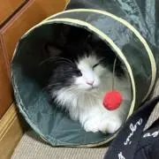 パンダくんの画像