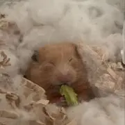 てんちむ