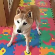 ありさ