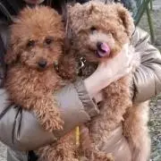 さくポポ　必ずプロフご確認を！！