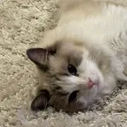 もんの画像