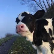 たんぽぽ