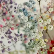 青りんごの画像