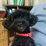 こまめ