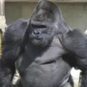 アラレちゃん