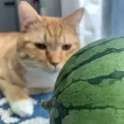 レトロ堂の画像