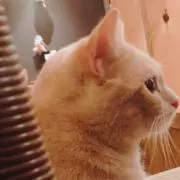 ねこの画像