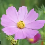 そらら3の画像