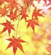 紅葉の画像