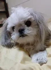 ちょこ