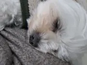 ノンノの画像