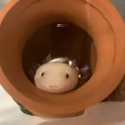ウーパールーパー　必ずプロフ読んでねの画像