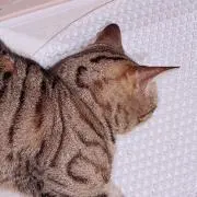 むぎねこの画像