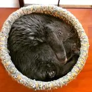 Aaayaの画像