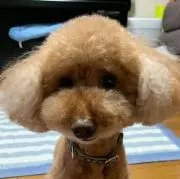 ontaの画像