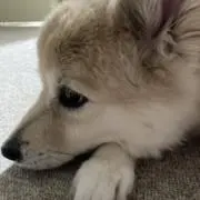 AKIの画像