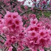 Chichiの画像