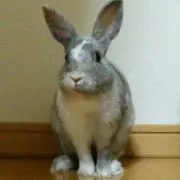 maaの画像