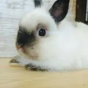 いちこ