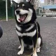 ★柴ちゃん★の画像