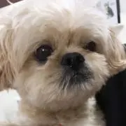 ぶーすけの画像