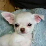 めぐわんこ
