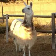 tamaの画像