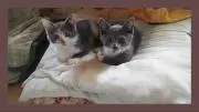 バロータと猫の画像