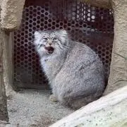 siratama