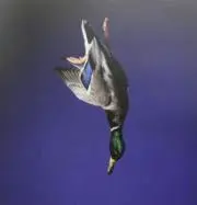 ハルの画像