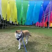 ビオラの画像