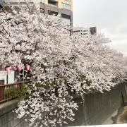 Snowの画像