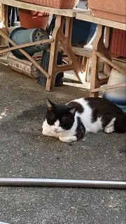 かれんの画像