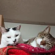 ☻♁♁リンクルティーノ☻♁☆の画像