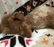 おーー