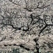 ノイズの画像