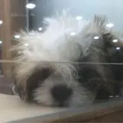 今日のワンコ