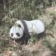 PANPANDA1号