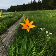 junの画像