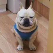 しろくま※同時購入値引きしますの画像