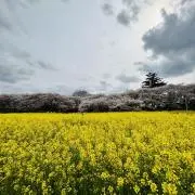 ミトの画像
