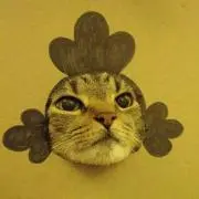 Kooの画像